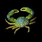 emerald crab cleaner invertebrate for reef aquarium on black background