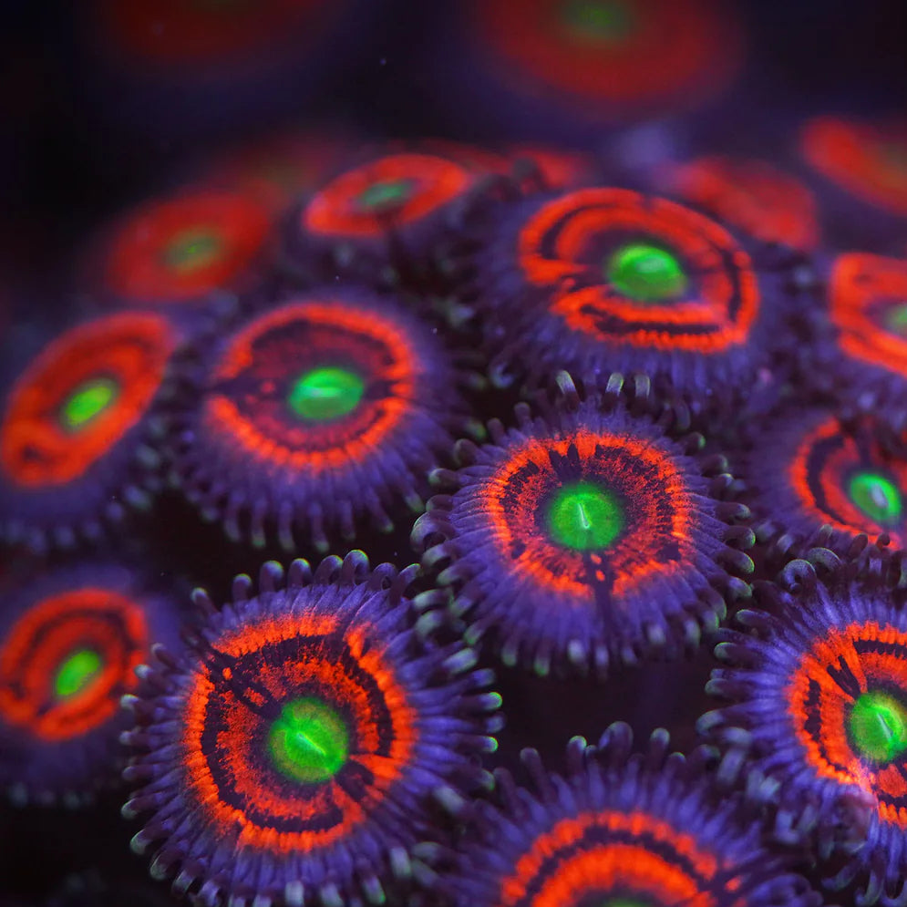 Everlasting Gobstopper Zoa 3+ Heads