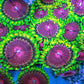 Fake Lime Chilli Zoa 3+ Heads