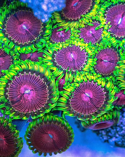 Fake Lime Chilli Zoa 3+ Heads