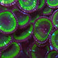 Grandis Paly Zoa 1+ Heads