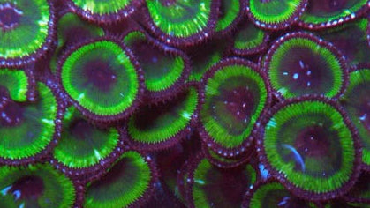 Grandis Paly Zoa 1+ Heads