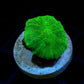 Green Discosoma Mushroom (Single Leaf)