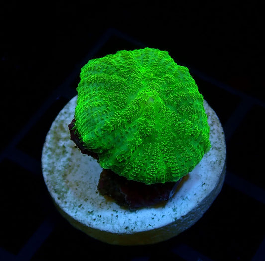 Green Discosoma Mushroom (Single Leaf)