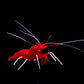 Blood Red Fire Shrimp (INVERT)