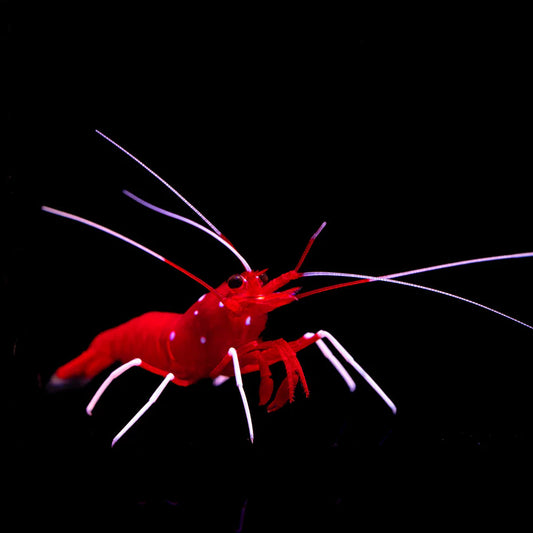 Blood Red Fire Shrimp (INVERT)