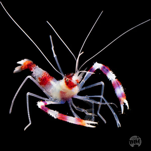 Boxing Shrimp (INVERT)