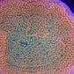 Close-up of vibrant aquacultured live coral frag with orange and green polyps under reef lighting