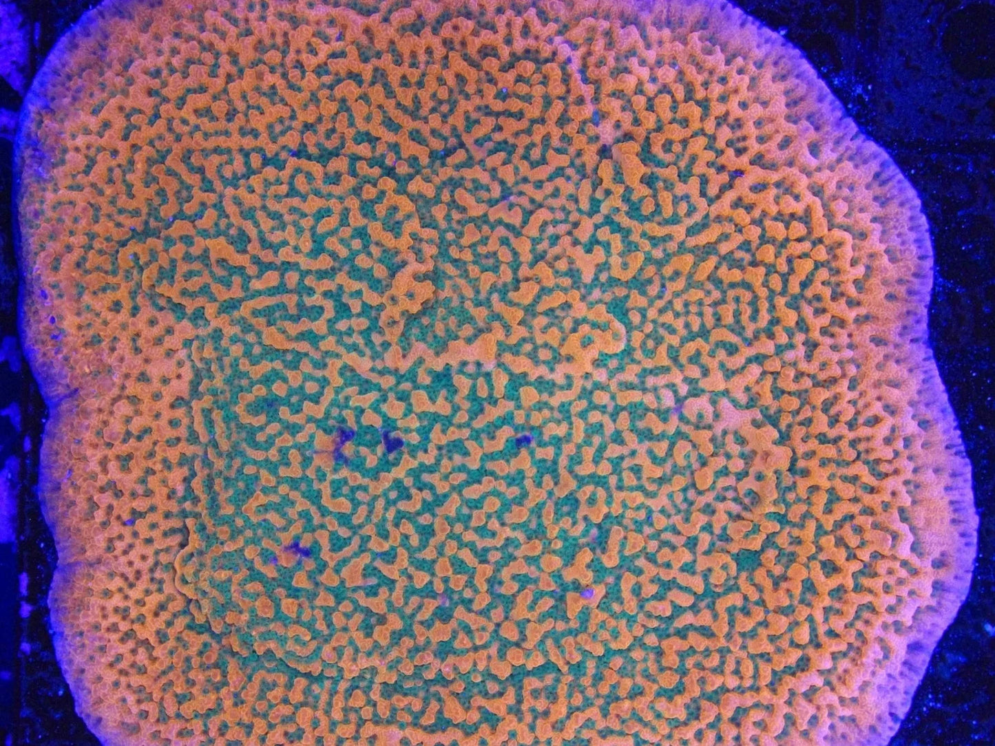 Close-up of vibrant aquacultured live coral frag with orange and green polyps under reef lighting