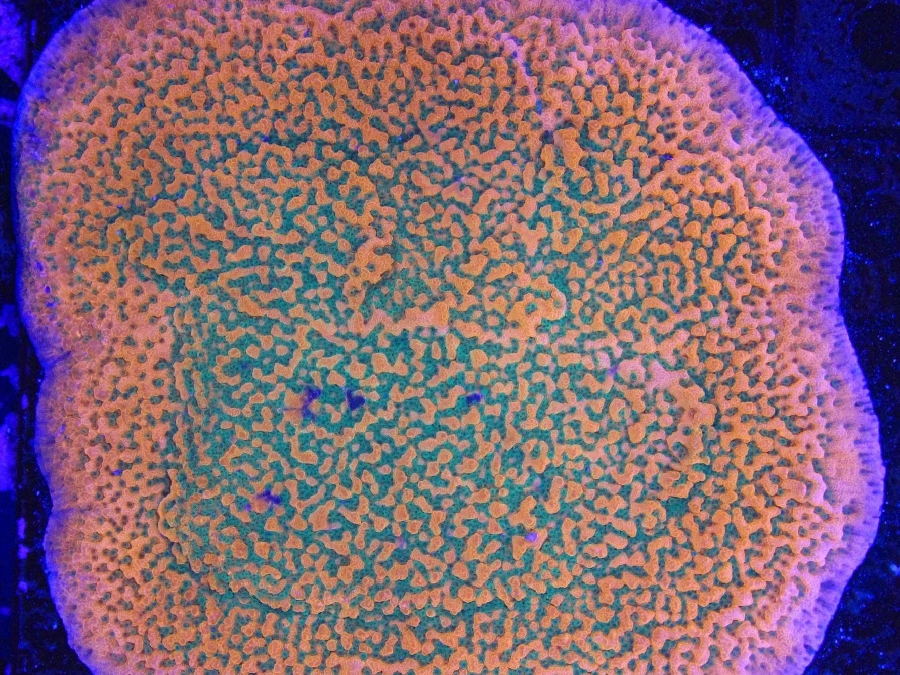 Close-up of vibrant aquacultured live coral frag with orange and green polyps under reef lighting