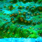 Bright green aquacultured coral frag with yellow polyps under aquarium lighting