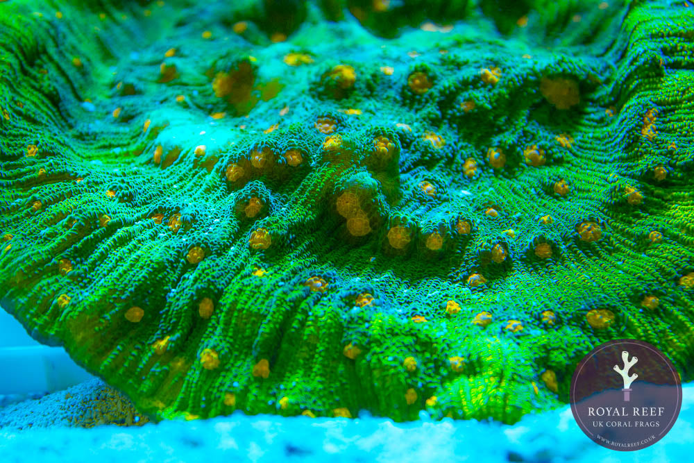 Bright green aquacultured coral frag with yellow polyps under aquarium lighting