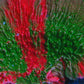 Grafted plate Green/Red Montipora