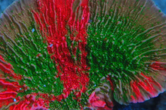 Grafted plate Green/Red Montipora