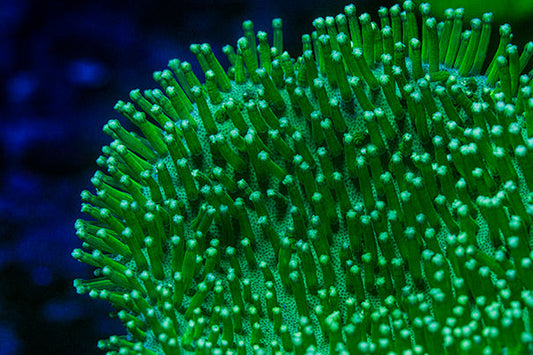 Close-up of vibrant green toadstool coral polyp with extended tentacles under aquarium lighting