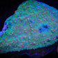 Vibrant aquacultured coral frag with neon blue, green, and purple coloration underwater