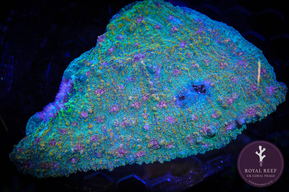 Vibrant aquacultured coral frag with neon blue, green, and purple coloration underwater