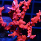 TNT Anacropora