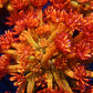 Close-up of vibrant orange aquacultured coral with branching polyps under aquarium lighting