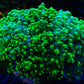 King Spawn (Frogspawn) WYSIWYG