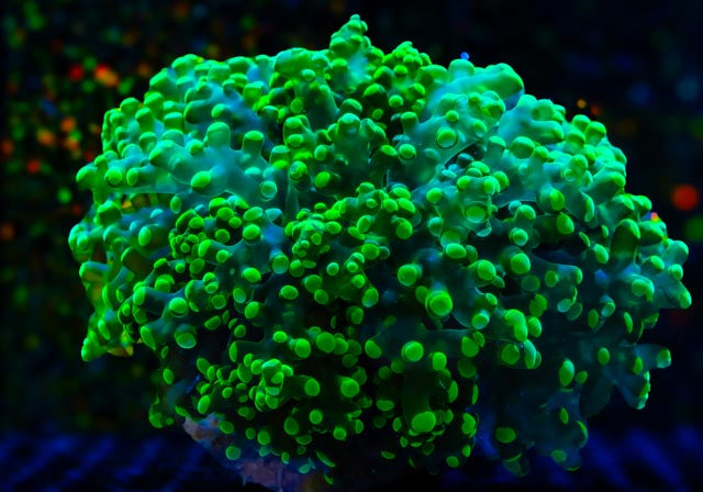 King Spawn (Frogspawn) WYSIWYG