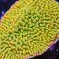 Kung Poa Palwaensis Montipora