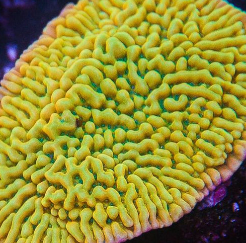 Kung Poa Palwaensis Montipora