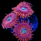 Magician Zoa 3+ Heads