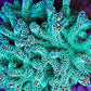 Vivid mint green aquacultured SPS coral frag with branching structure under reef lighting