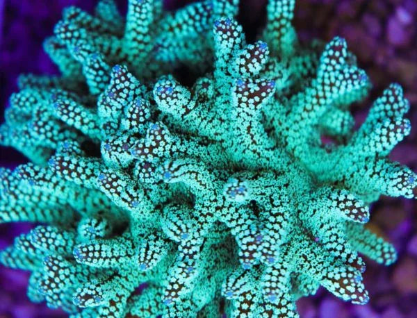 Vivid mint green aquacultured SPS coral frag with branching structure under reef lighting