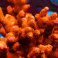 Red Digiata Montipora