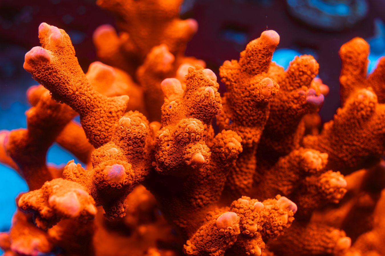 Red Digiata Montipora