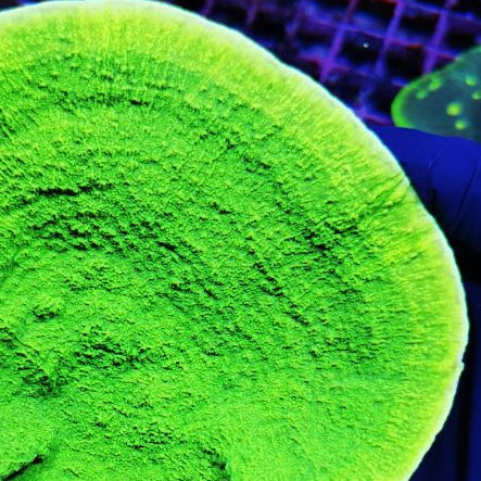 Ultra Green Plating Montipora