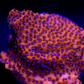 Mystic Sunset Encrusting Montipora