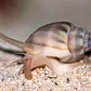 Nassarius Snails (INVERT)