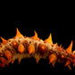Orange Spikey Sea cucumber (INVERT)