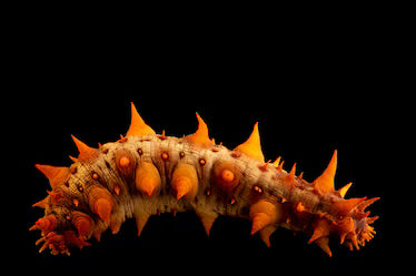 Orange Spikey Sea cucumber (INVERT)
