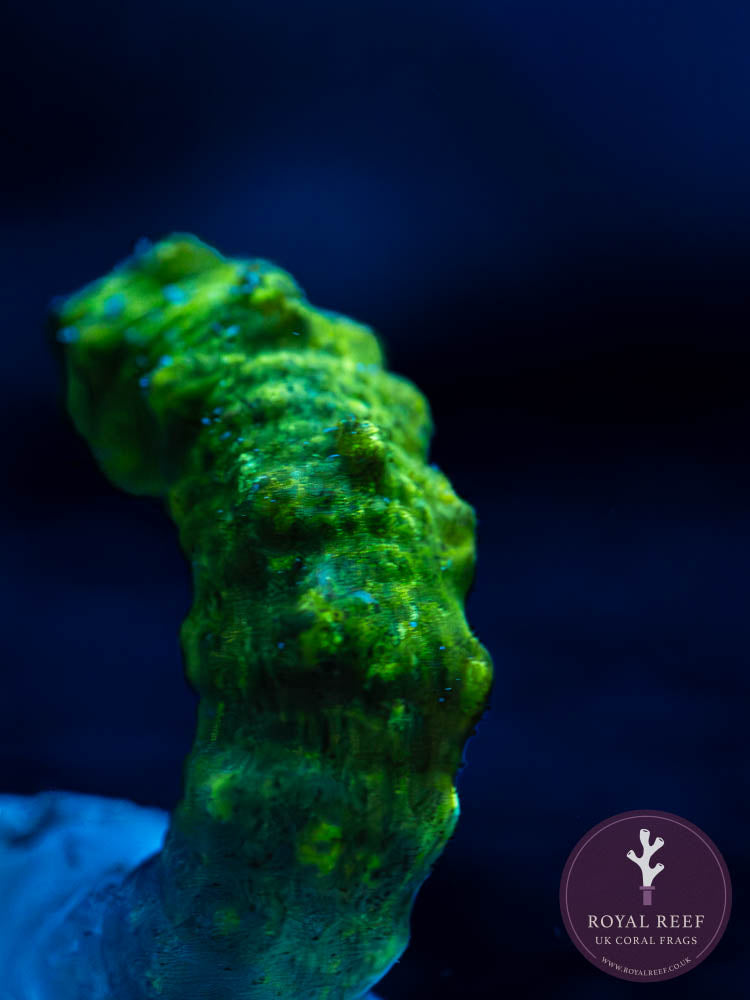 Neon green snake coral frag with textured surface under aquarium lighting