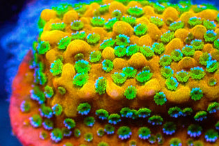 Gold Rush Montipora