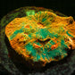 Orange Acan Echinata (1) WYSIWYG