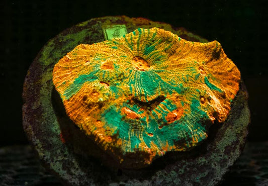 Orange Acan Echinata (1) WYSIWYG