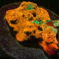 Orange Acan Echinata (2) WYSIWYG