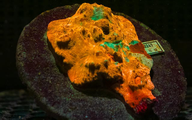 Orange Acan Echinata (2) WYSIWYG