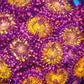 Close-up of vibrant purple and yellow zoanthid coral colony for reef aquarium