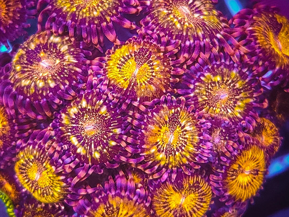Close-up of vibrant purple and yellow zoanthid coral colony for reef aquarium