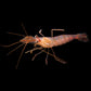 Peppermint shrimp with red stripes, aquarium invert, on black background