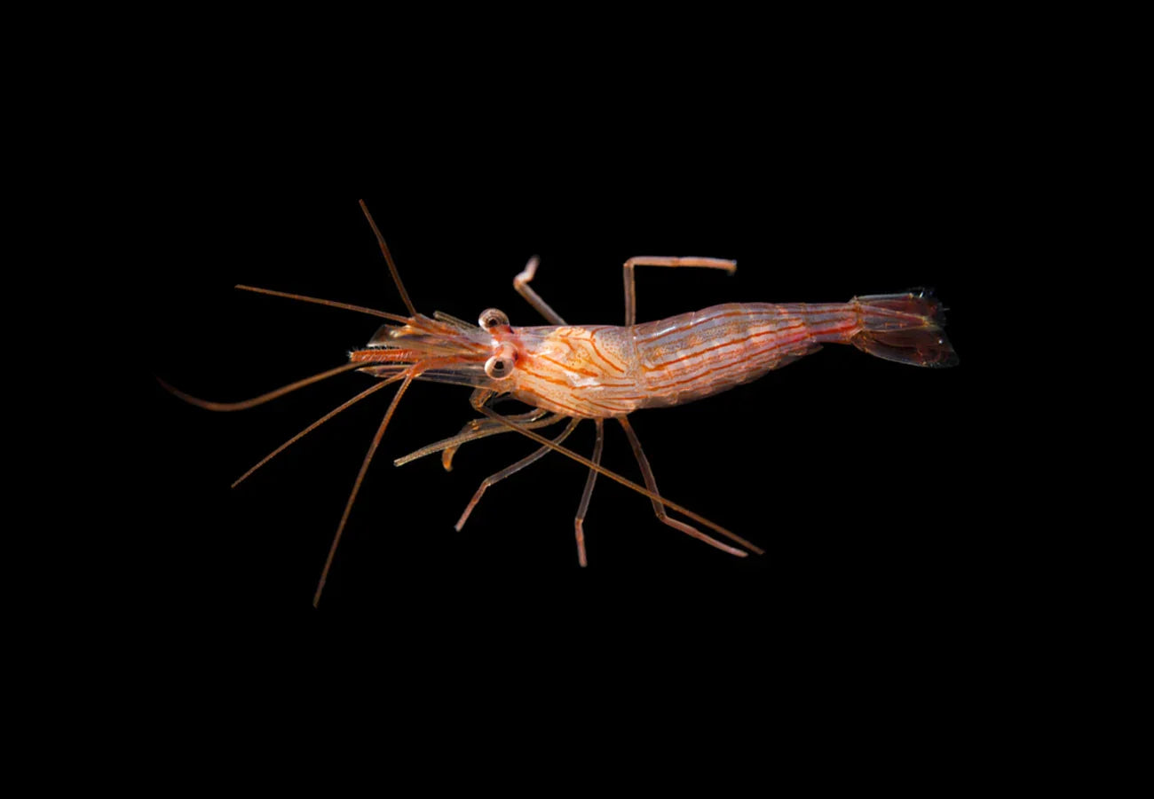 Peppermint shrimp with red stripes, aquarium invert, on black background