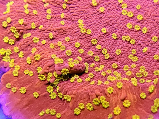 Starburst Plating Montipora