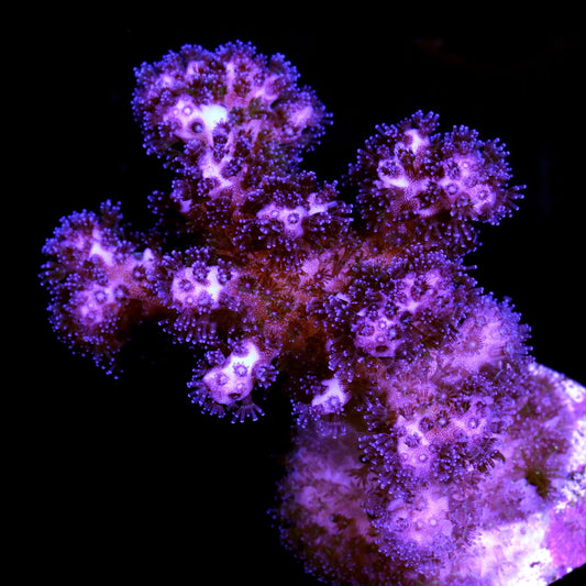 Purple Pocillopora