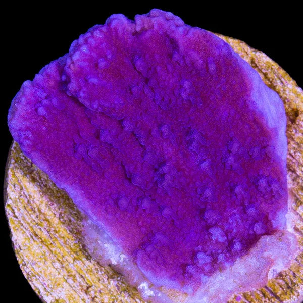 Vibrant purple SPS coral frag with textured surface for reef aquarium